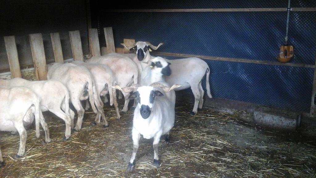 Chambre D'Hote La Petite Bergerie Abondance Esterno foto
