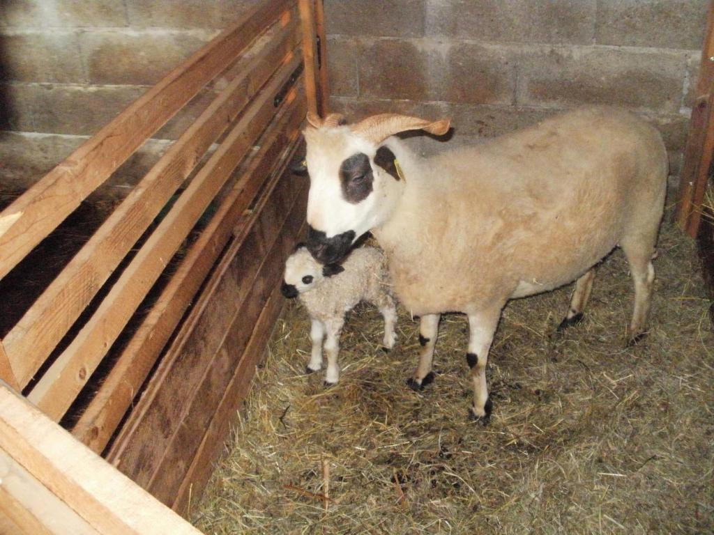 Chambre D'Hote La Petite Bergerie Abondance Esterno foto