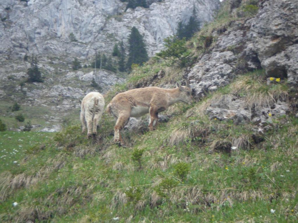 Chambre D'Hote La Petite Bergerie Abondance Esterno foto
