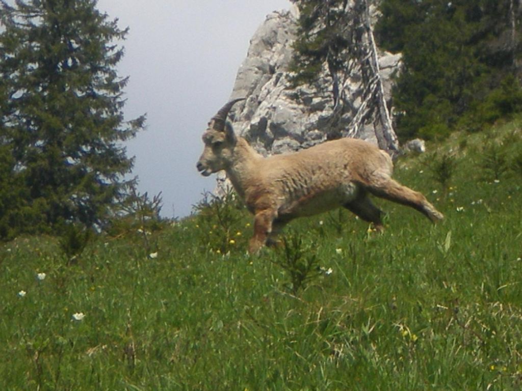 Chambre D'Hote La Petite Bergerie Abondance Esterno foto